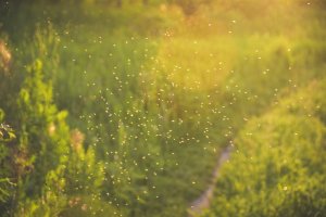 Mosquitoes hovering outdoors.