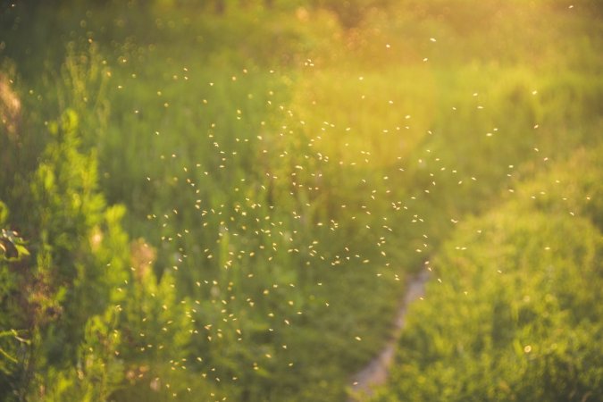 Mosquitoes hovering outdoors.