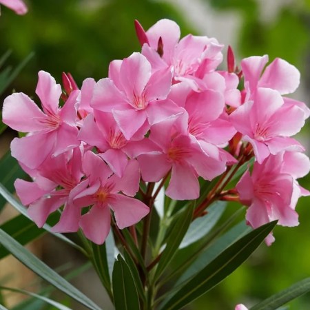 7 Plants That Don’t Require Pruning
