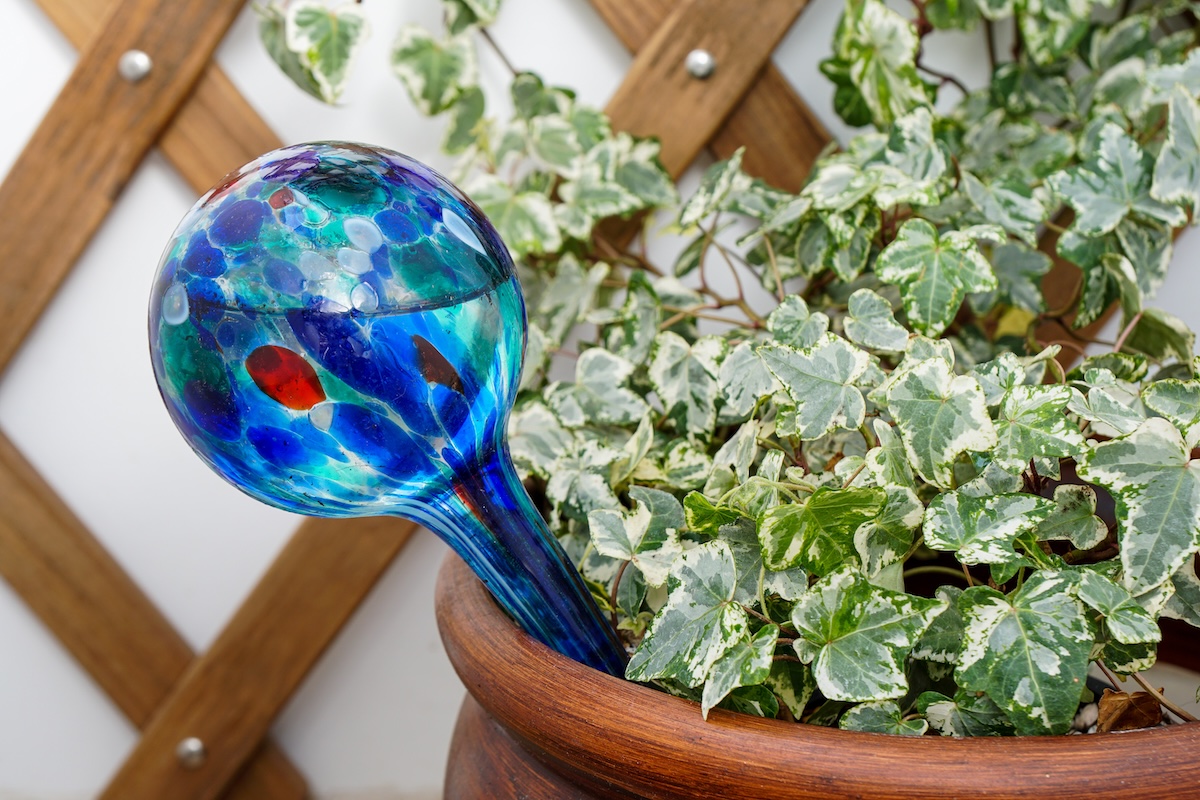 English ivy with watering globe, a device for watering house plants during vacations.