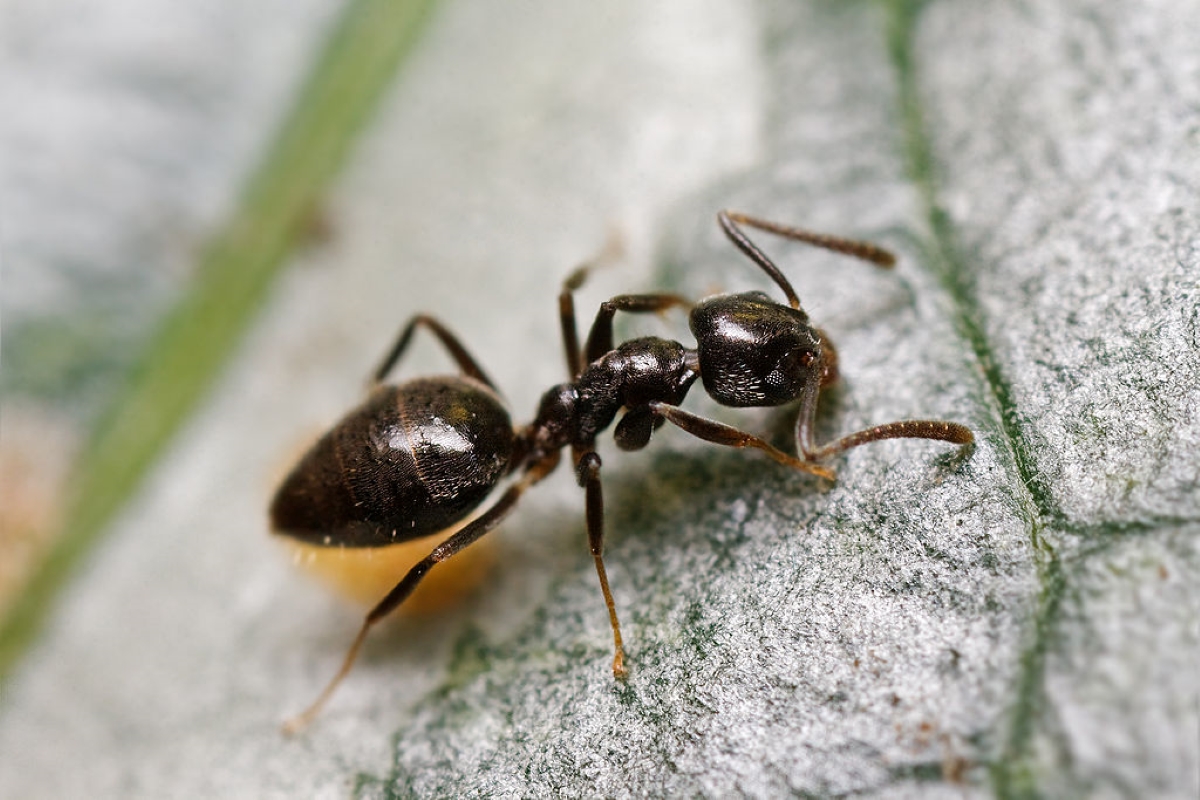 Black ant on leaf