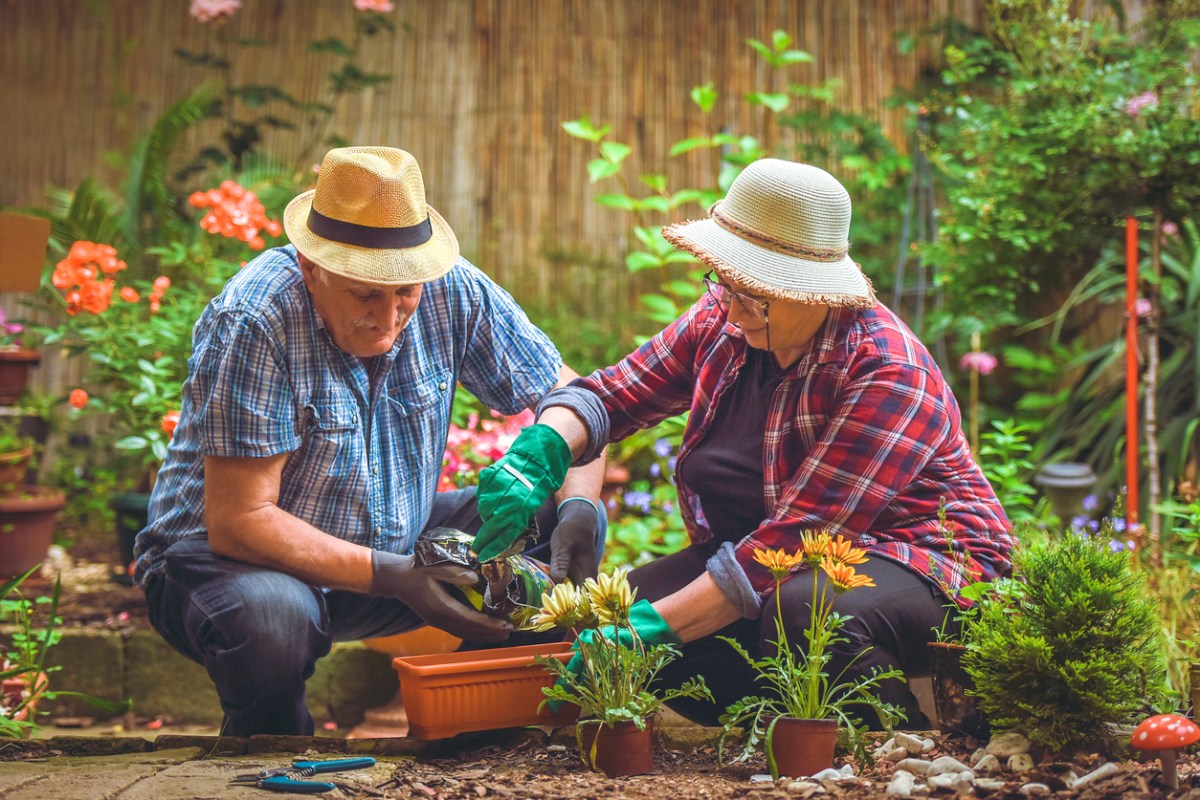 Two senior citizens wearing the best gardening hats options while potting plants on a patio