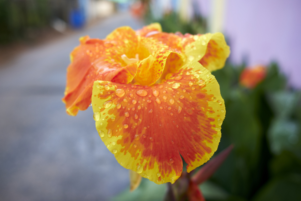 Closeup of an orange-and-yellow Canna indica flower after watering