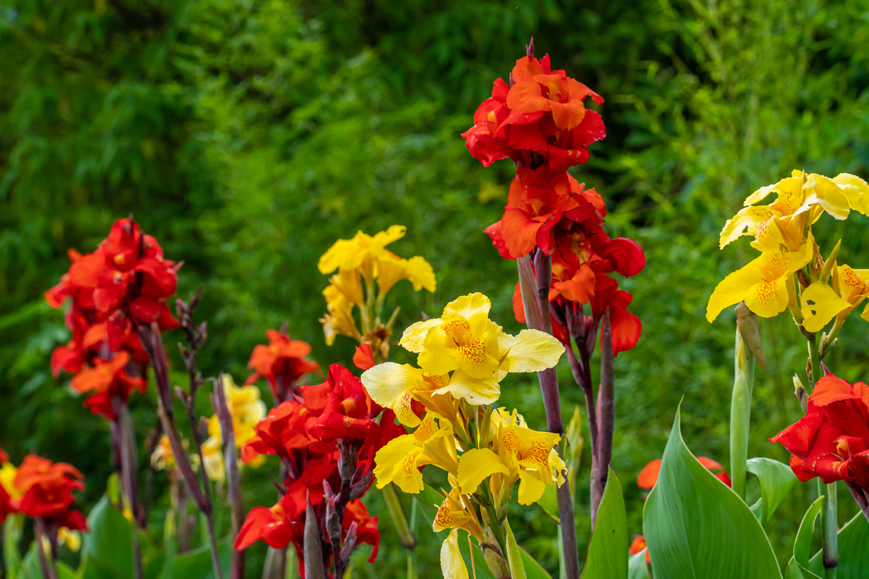 Yellow and red canna lily flowers from the varieties 'King Humbert' and 'Red Velvet', respectively
