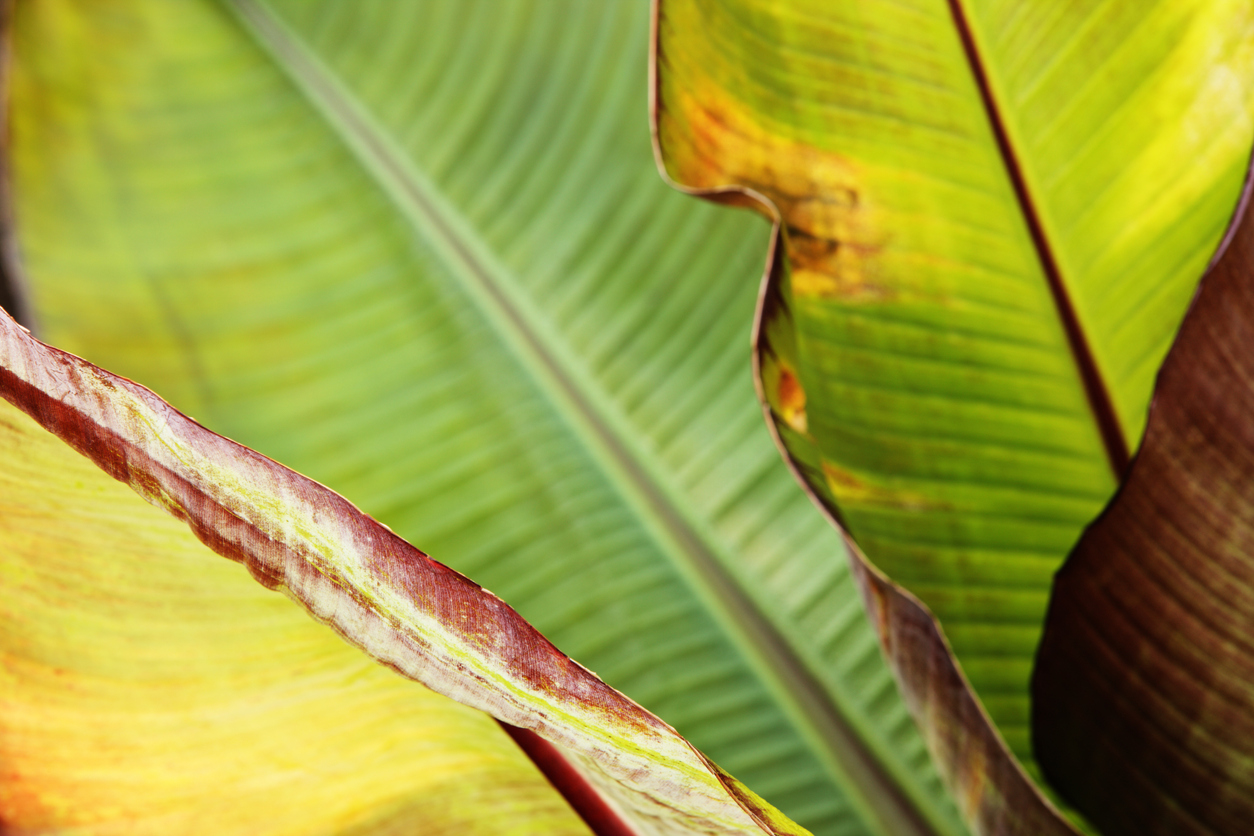 Closeup of diseased canna lily leaves with browned, deformed edges