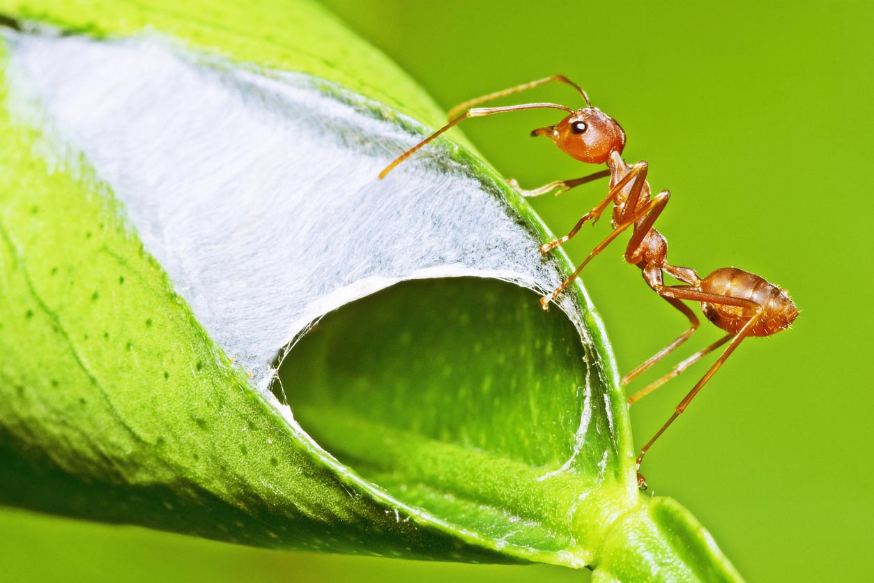Common Garden Pests Caterpillars Ants