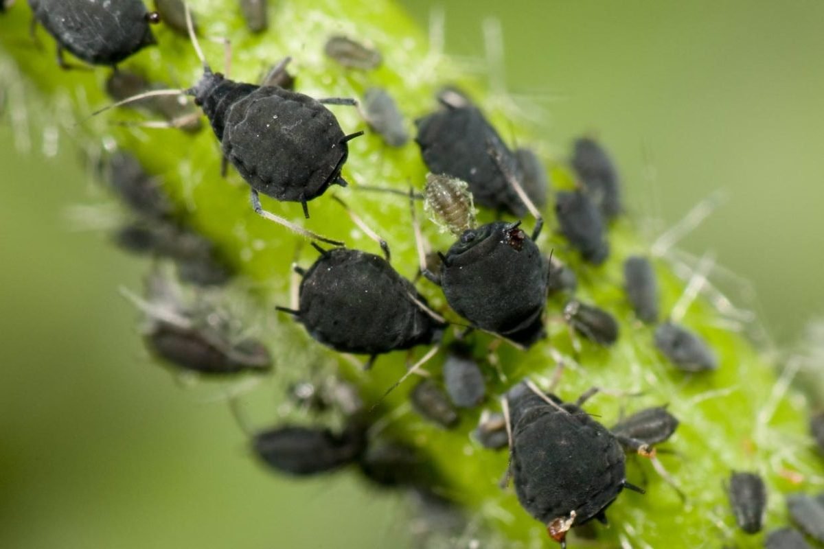 Dark-colored aphids swarming a green plant stem.