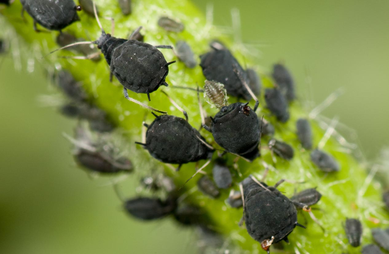 Common Garden Pests Aphids