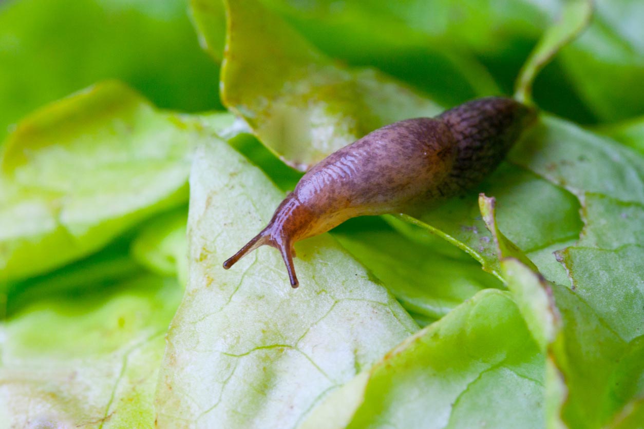 Common Garden Pests Slugs