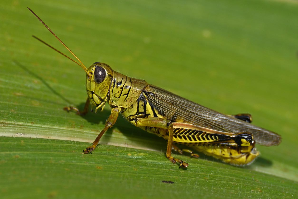Common Garden Pests Grasshoppers