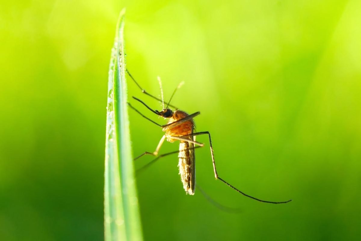 A closeup of a mosquito on a leaf.