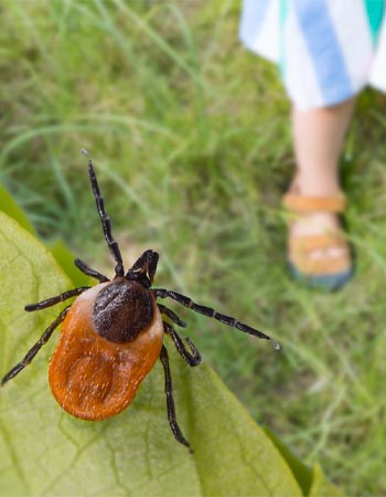 Common Garden Pests Ticks