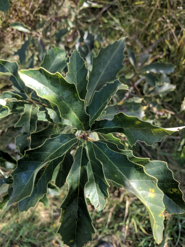 Dwarf Chestnut Oak