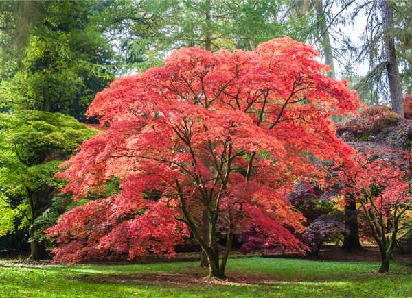 Japanese Maple Tree
