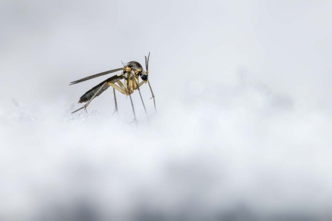 Can Smart Home Technology Save Your Yard From Mosquitoes?