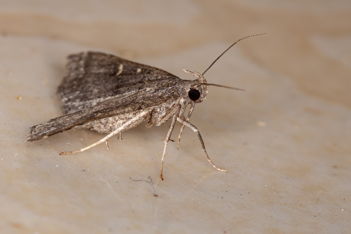 Litter Moth of the Subfamily Herminiinae