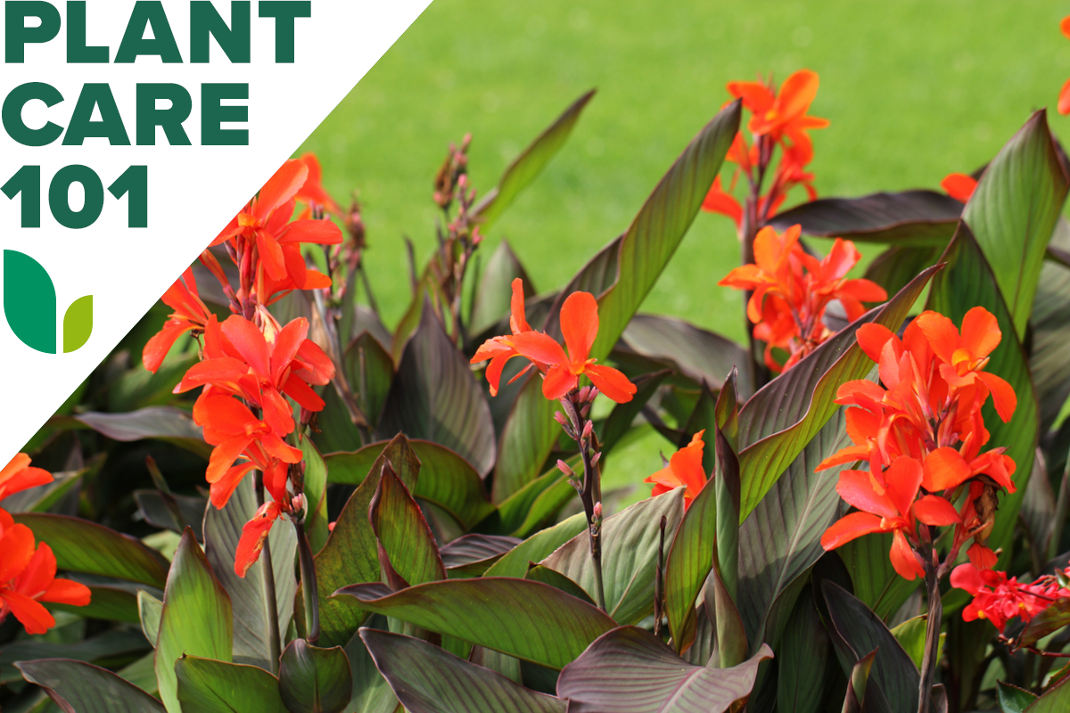 Red canna lilies in bloom in a yard or home garden. Green text in the top-left corner reads "Plant Care 101"