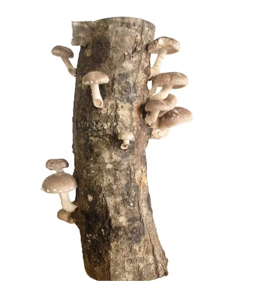 shitake mushroom log