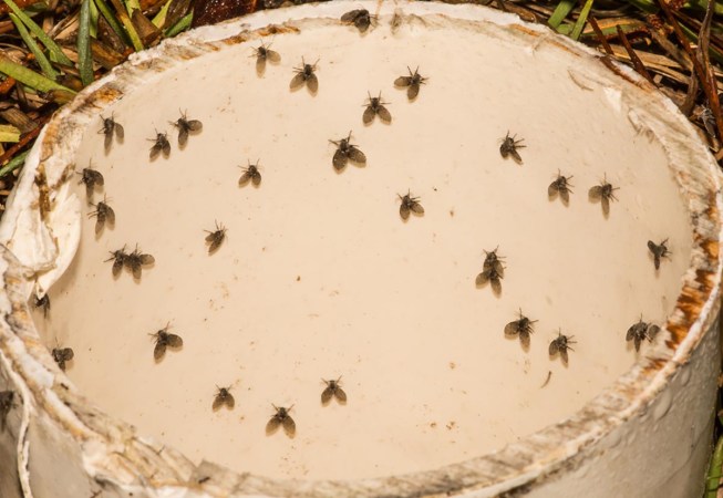 8 Pantry Pests That May Be Invading Your Food Stash