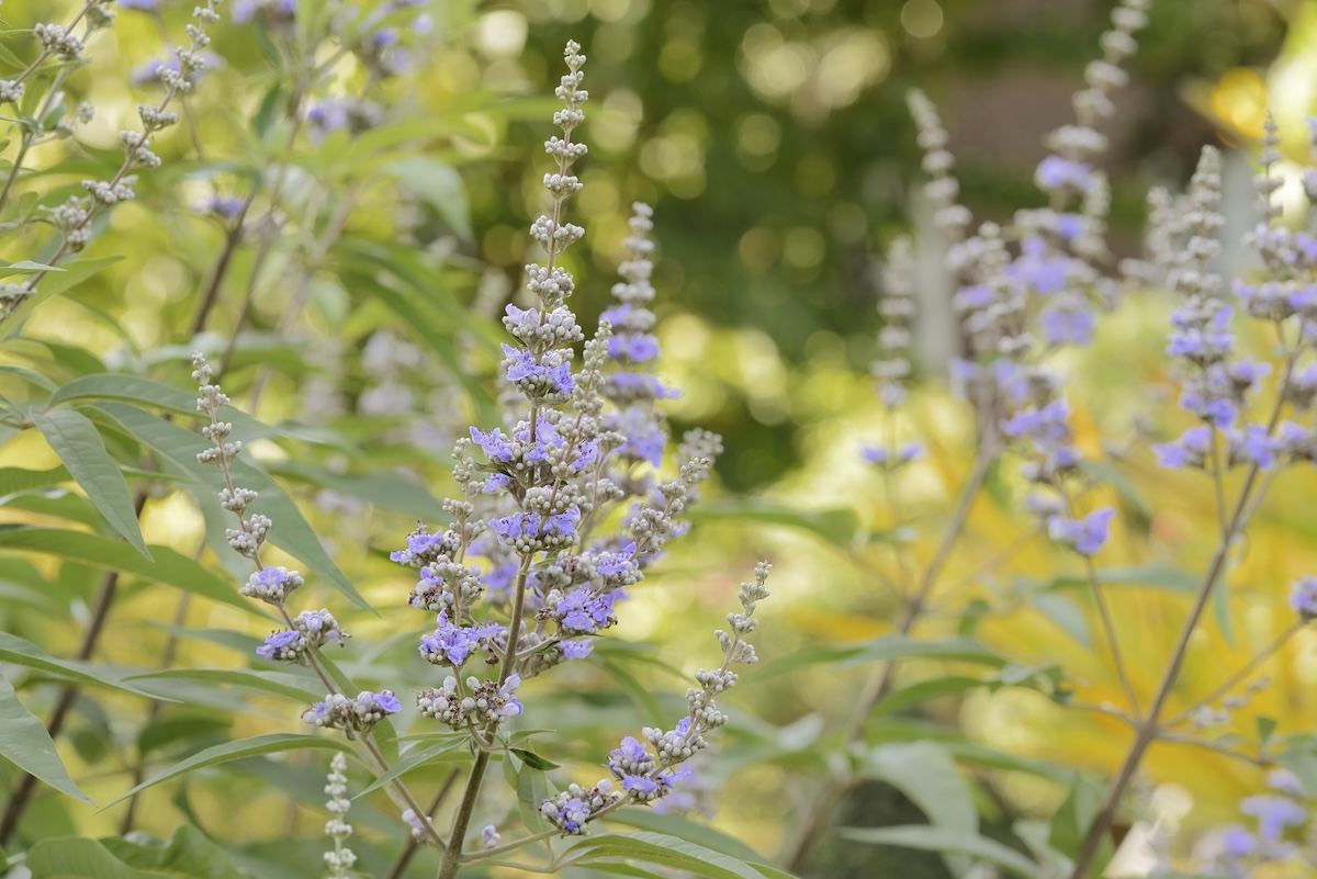 Light purple cone-shaped flowers grow from a chaste tree.