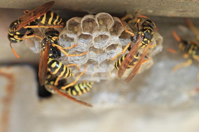 How Much Does Wasp Removal Cost?