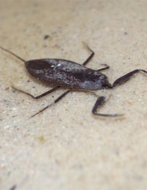 4 Types of Water Bugs in Pools And What to Do About Them - Bob Vila