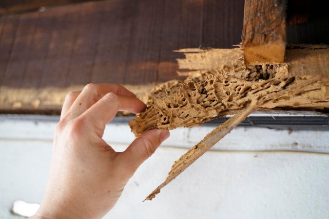 What’s the Difference? Identifying Termite vs. Carpenter Ant Damage