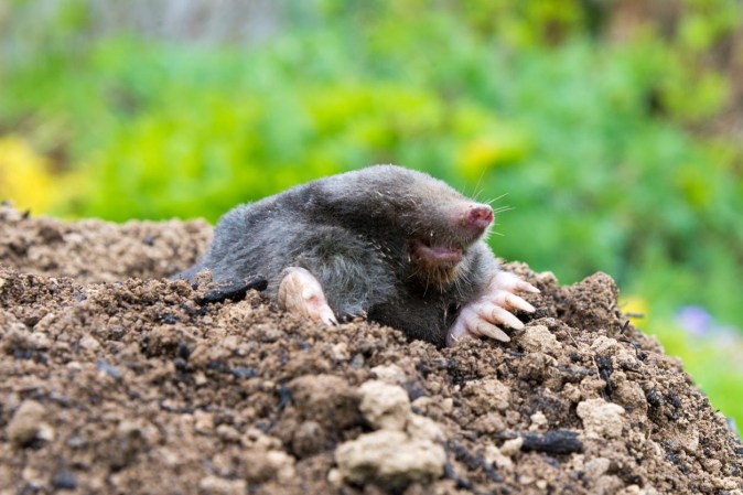 How Much Does Yard Mole Removal Cost?