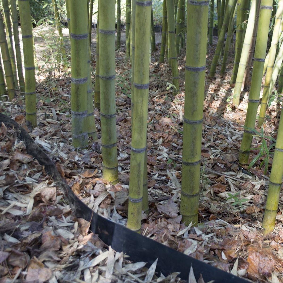 Bamboo plastic shield around bamboo