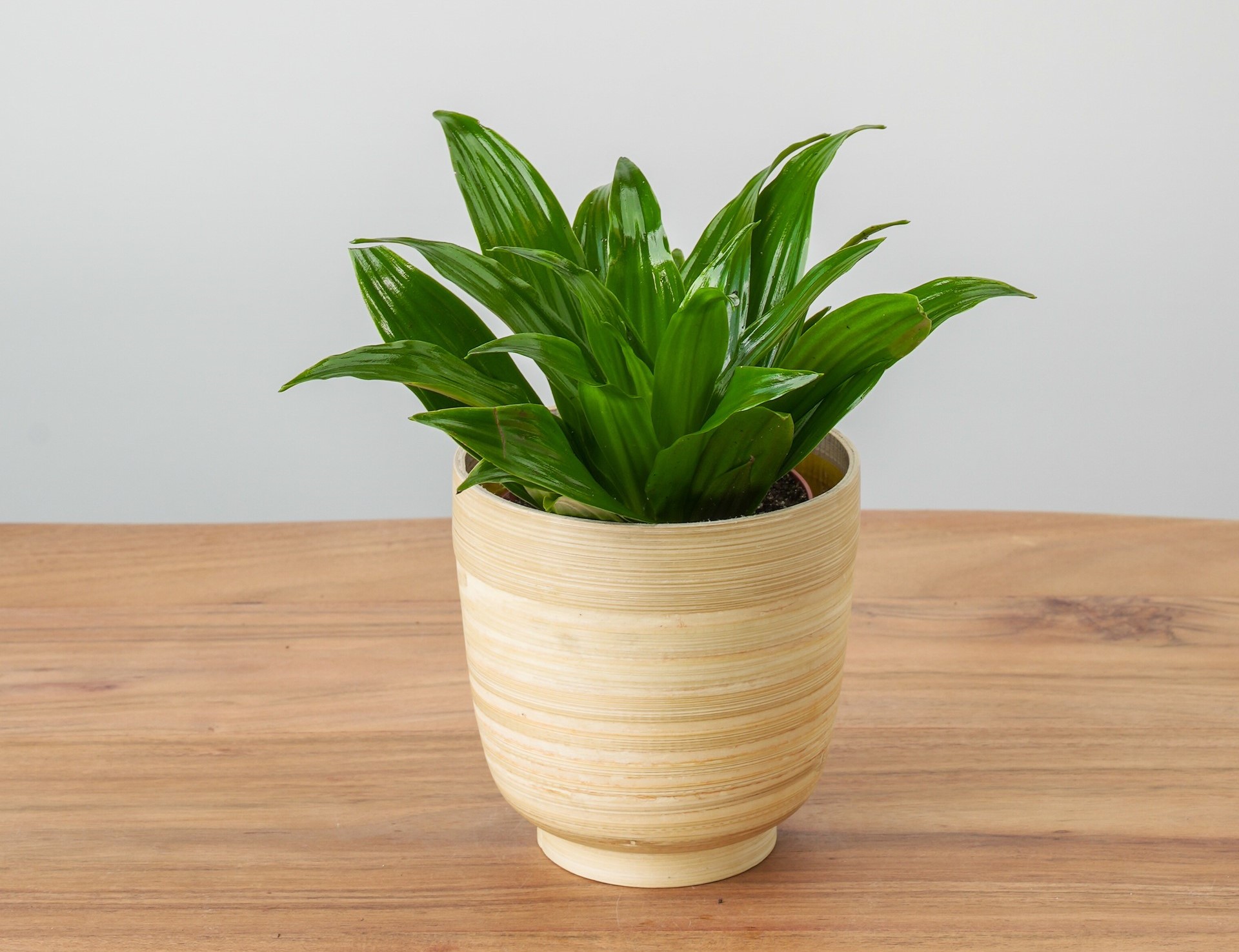Small Dracaena plant in pot