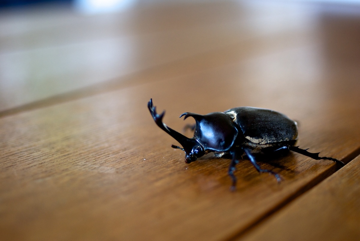 Beetle on table.