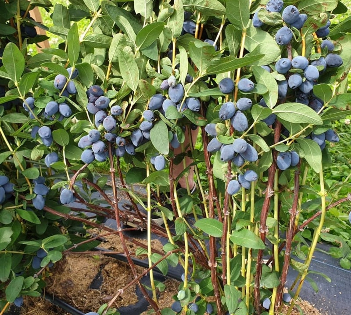 Large blue tubular berries on bush
