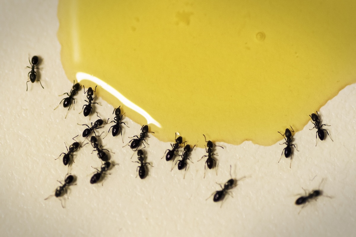 Black ants swarm toward honey