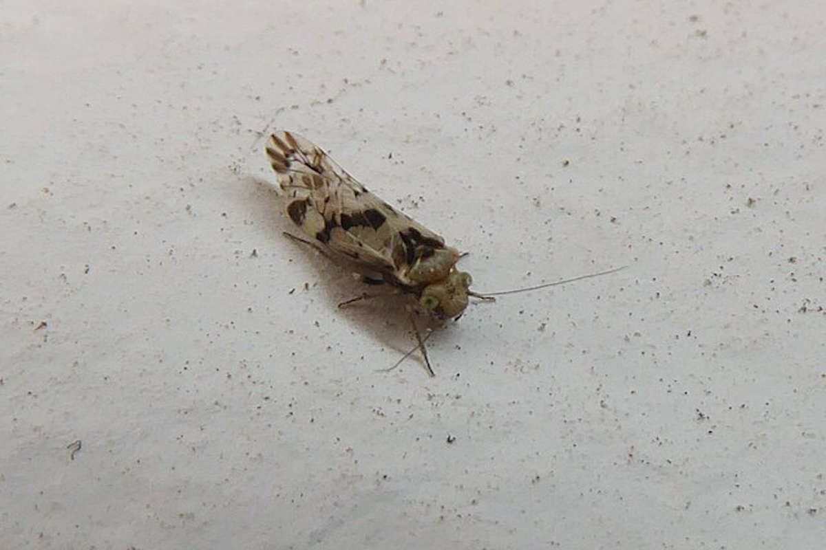 Book louse on grey background.