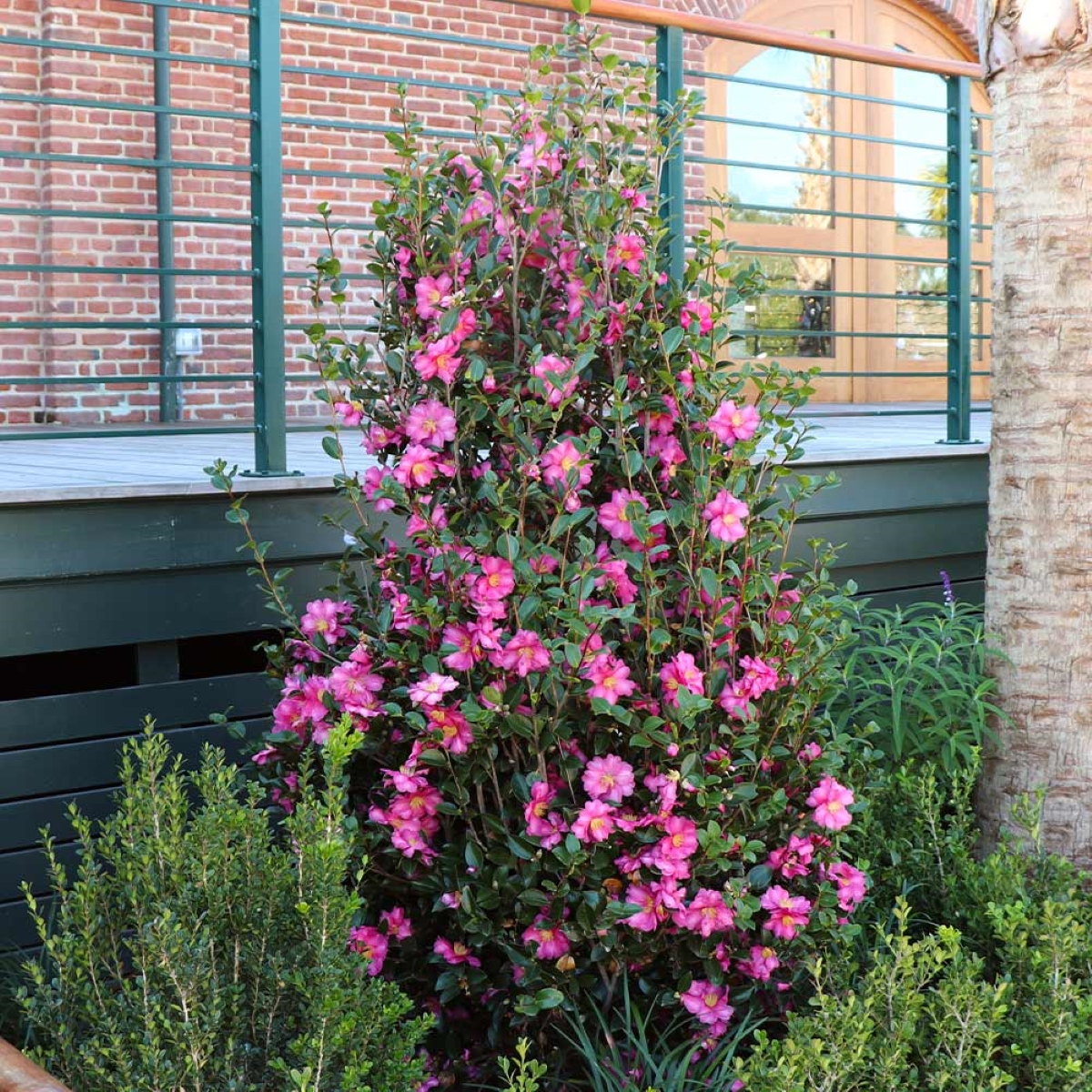 Camellia bush with pink flowers