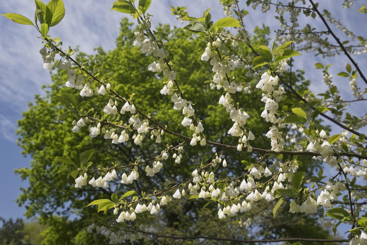 On a bright sunny day, a Carolina Silverbell tree grows droopy, white flowers.