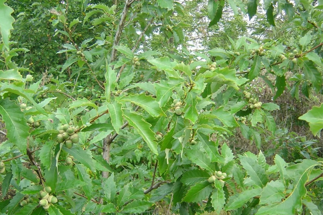 The 20 Best Dwarf Trees for the Front Yard