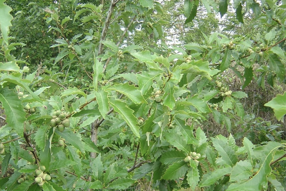 Green branches of a Dwarf Chestnut Oak. 