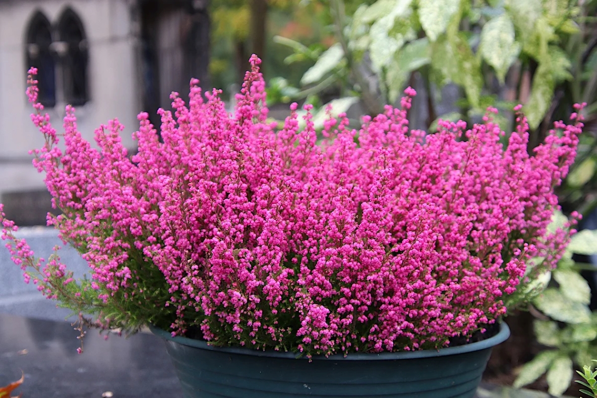 Heath shrub with pink flowers