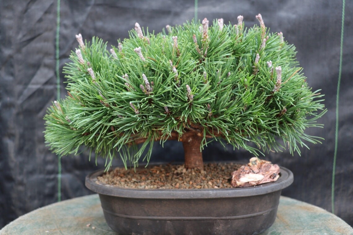 Mugo pine bonzai tree in container