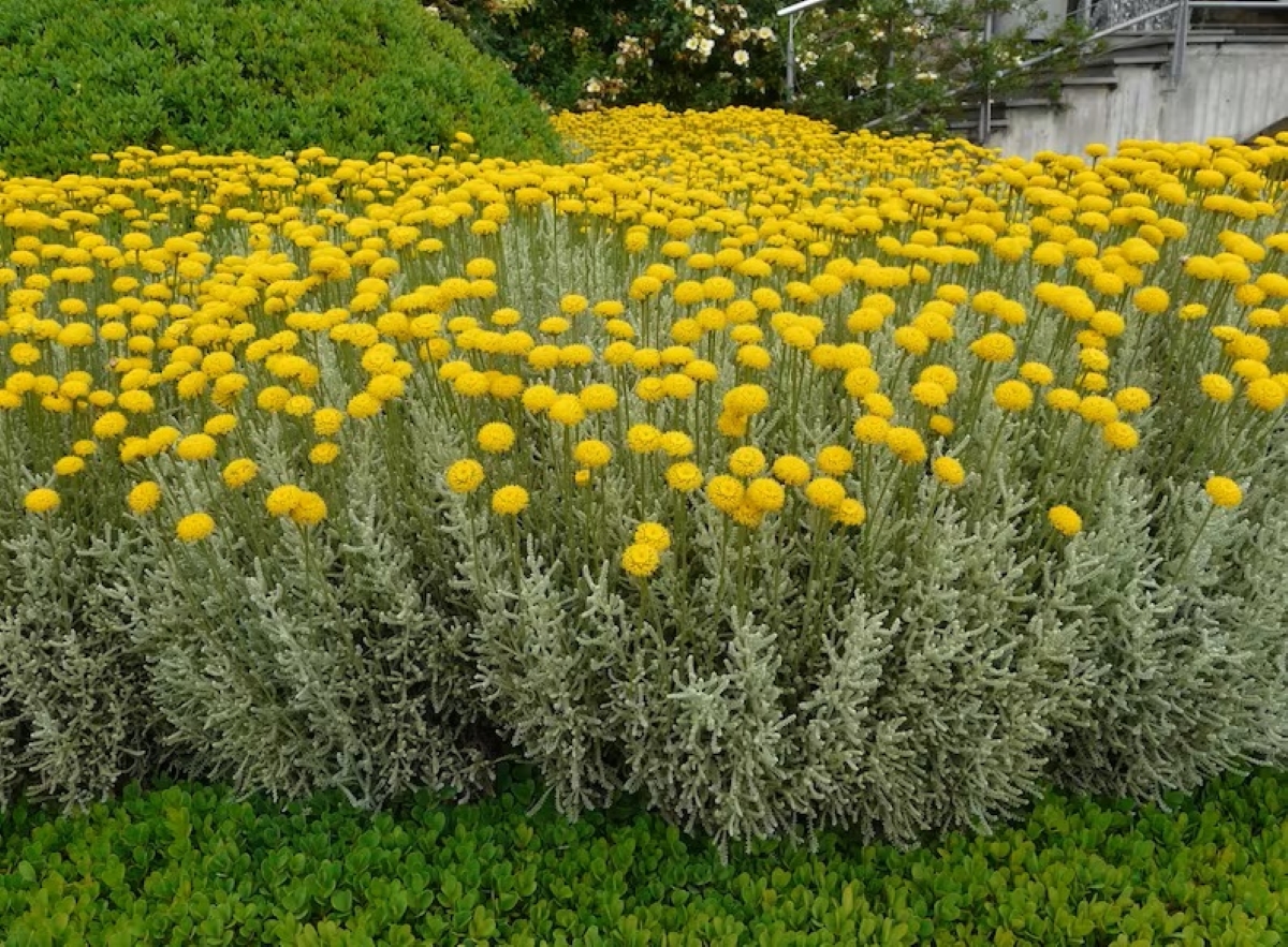 Evergreen shrub with yellow flowers