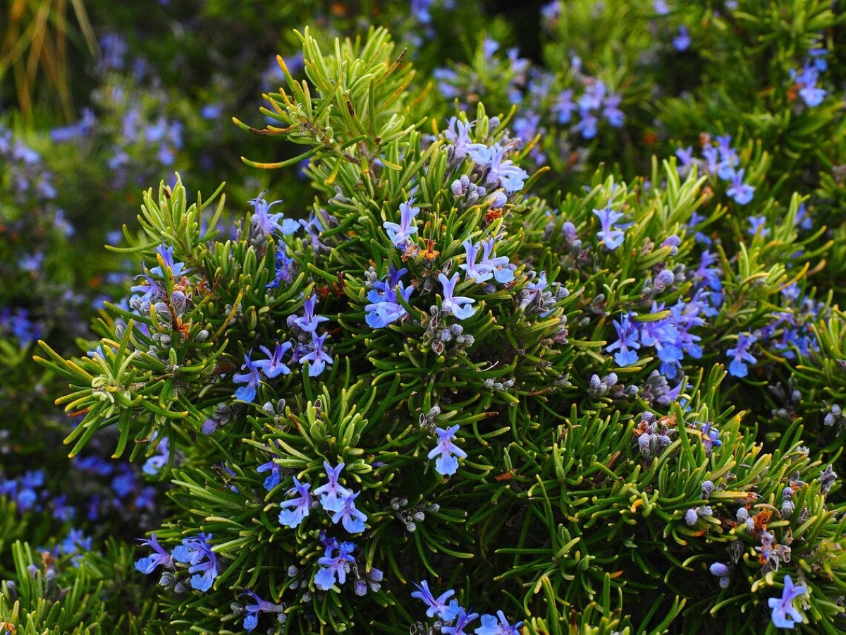 Rosemary shrub with lavender flowers