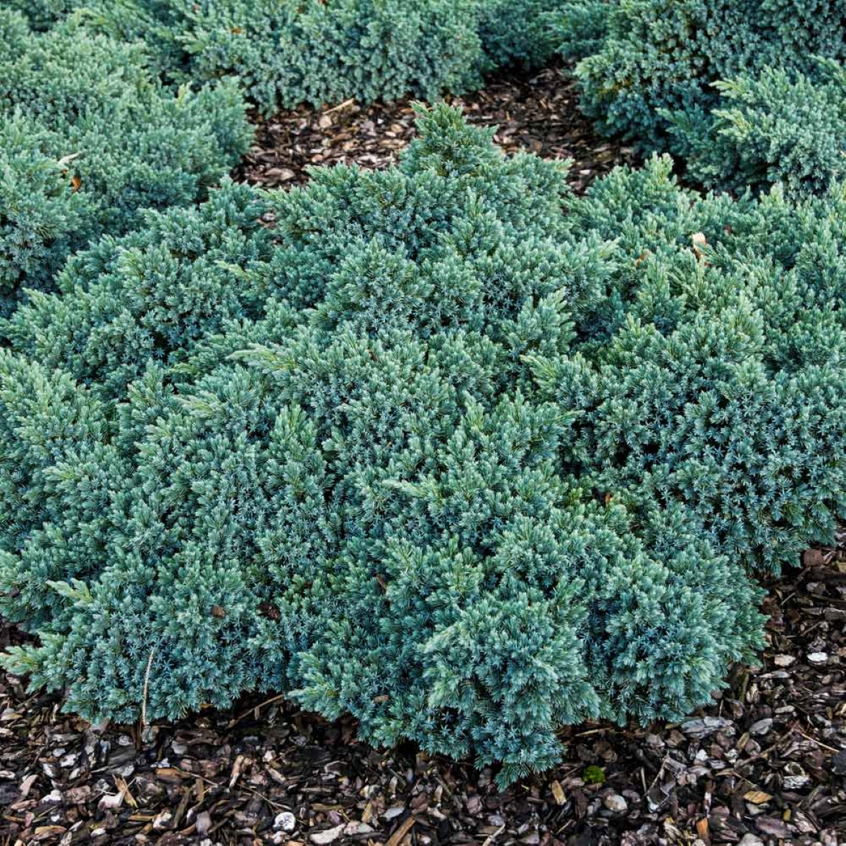 Blue star juniper evergreen bush