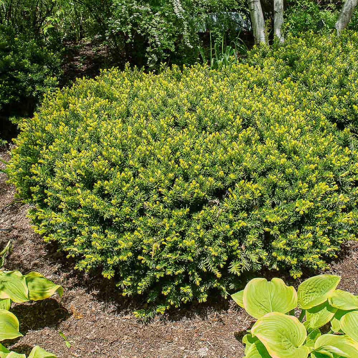 English yew shrub