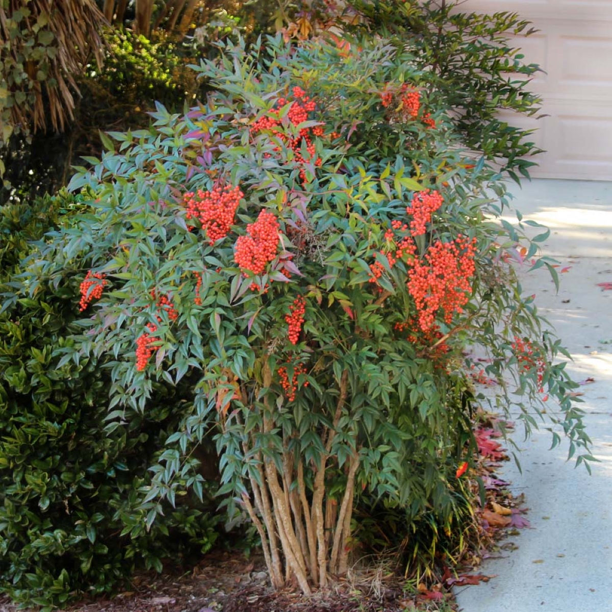 Nandina sacred bamboo plant with red berries