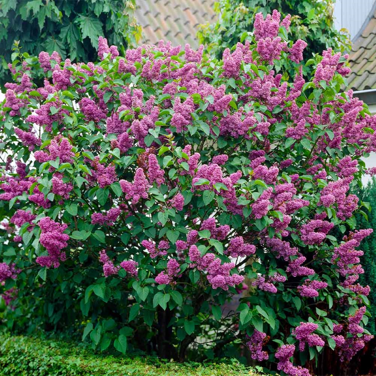 Bush with purple flowers
