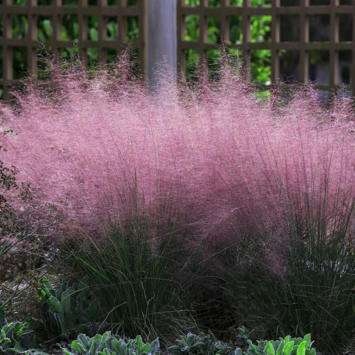 Pink fluffy mulhy grass bush
