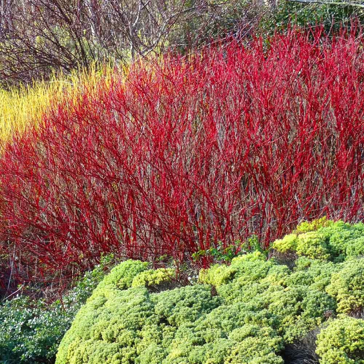 Red twig dogwood bushes