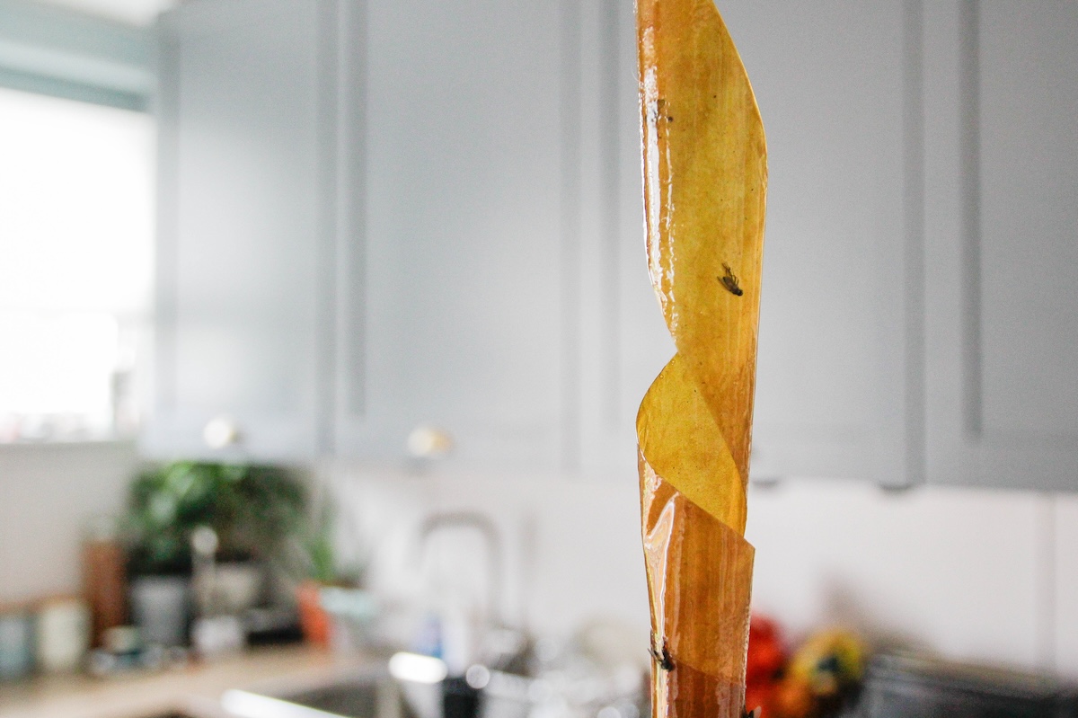 A flytrap hangs in a kitchen.