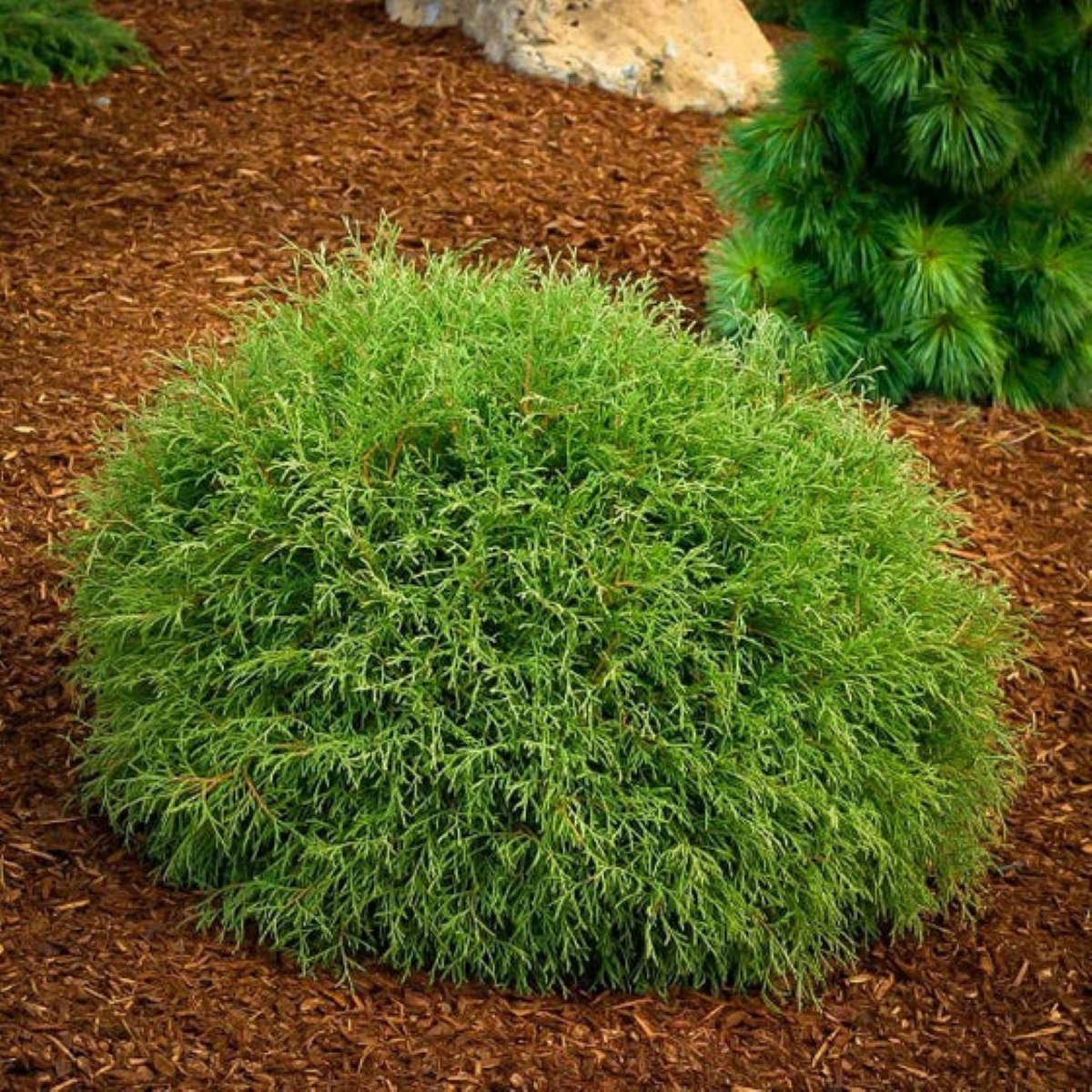 Bowling ball white cedar evergreen bush
